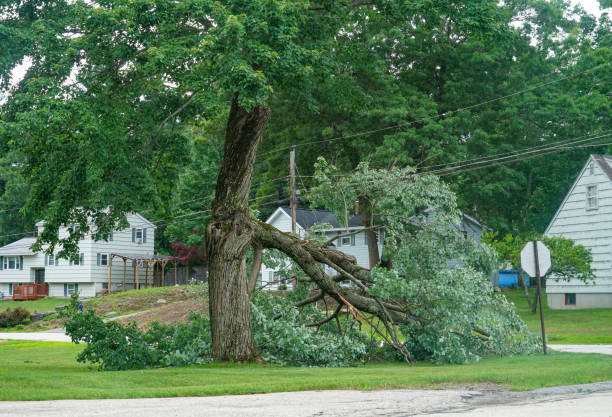 The Steps Involved in Our Tree Care Process in Pleasant View, TN